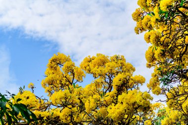 Trompet çiçeği, Chatuchak Park 'ta altın ağacı, Tayland' da yazın doğanın güzelliği..