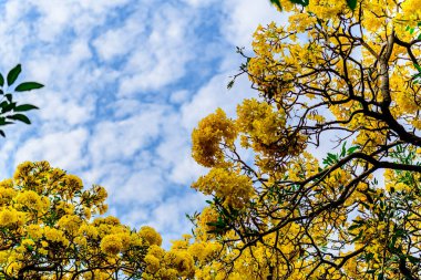 Trompet çiçeği, Chatuchak Park 'ta altın ağacı, Tayland' da yazın doğanın güzelliği..