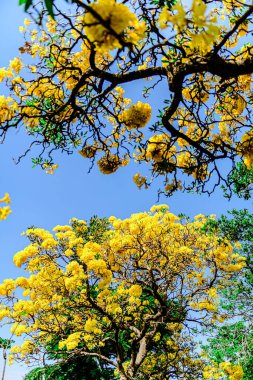 Trompet çiçeği, Chatuchak Park 'ta altın ağacı, Tayland' da yazın doğanın güzelliği..
