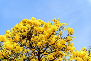 Trompet çiçeği, Chatuchak Park 'ta altın ağacı, Tayland' da yazın doğanın güzelliği..