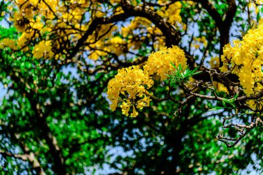 Trompet çiçeği, Chatuchak Park 'ta altın ağacı, Tayland' da yazın doğanın güzelliği..
