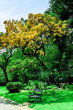 Trompet çiçeği, Chatuchak Park 'ta altın ağacı, Tayland' da yazın doğanın güzelliği..