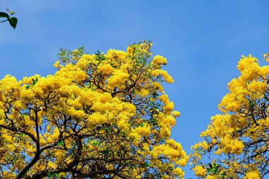 Trompet çiçeği, Chatuchak Park 'ta altın ağacı, Tayland' da yazın doğanın güzelliği..