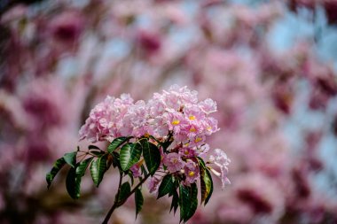 Tayland 'daki parkta Pembe Cassia Çiçeği çiçek açmış. Meksika 'dan Venezuela ve Ekvador' a kadar Orta ve Güney Amerika 'ya özgüdür..