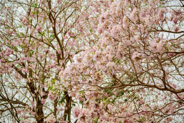 Tayland 'daki parkta Pembe Cassia Çiçeği çiçek açmış. Meksika 'dan Venezuela ve Ekvador' a kadar Orta ve Güney Amerika 'ya özgüdür..