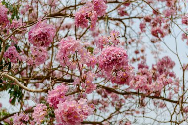 Tayland 'daki parkta Pembe Cassia Çiçeği çiçek açmış. Meksika 'dan Venezuela ve Ekvador' a kadar Orta ve Güney Amerika 'ya özgüdür..