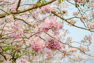 Tayland 'daki parkta Pembe Cassia Çiçeği çiçek açmış. Meksika 'dan Venezuela ve Ekvador' a kadar Orta ve Güney Amerika 'ya özgüdür..