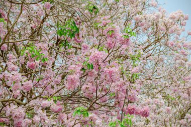 Tayland 'daki parkta Pembe Cassia Çiçeği çiçek açmış. Meksika 'dan Venezuela ve Ekvador' a kadar Orta ve Güney Amerika 'ya özgüdür..