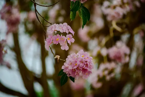 Tayland 'daki parkta Pembe Cassia Çiçeği çiçek açmış. Meksika 'dan Venezuela ve Ekvador' a kadar Orta ve Güney Amerika 'ya özgüdür..