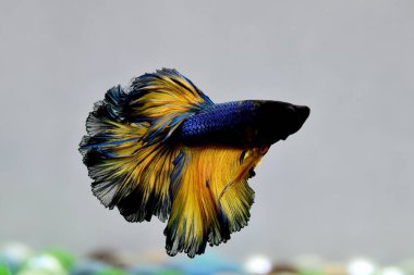 Beta balığı Süslü Koyu Mavi Hardal. Tayland 'dan uzun kuyruklu, Siyam dövüşçü balığı. Gri arka planda..