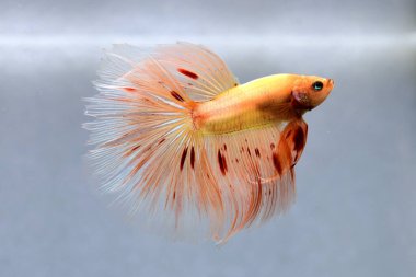 Beta balığı Süslü Vanda ya da Havai fişek Tayland 'dan yarım ay kuyruklu, izole gri arka planda savaşan Siyam balığı.