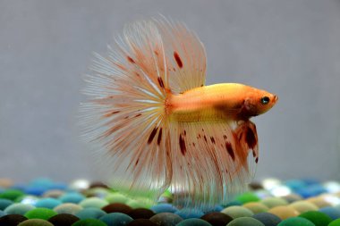 Beta balığı Süslü Vanda ya da Havai fişek Tayland 'dan yarım ay kuyruklu, izole gri arka planda savaşan Siyam balığı.