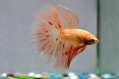 Beta balığı Süslü Vanda ya da Havai fişek Tayland 'dan yarım ay kuyruklu, izole gri arka planda savaşan Siyam balığı.