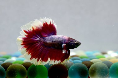 Beta balığı Süslü Kırmızı Lavanta Kelebeği Tayland 'dan yarım ay kuyruğu, yalıtılmış gri arka planda savaşan Siyam balığı.