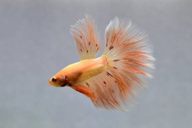 Beta balığı Süslü Vanda ya da Havai fişek Tayland 'dan yarım ay kuyruklu, izole gri arka planda savaşan Siyam balığı.