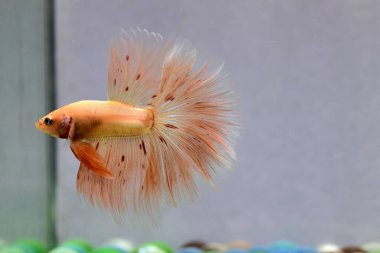 Beta balığı Süslü Vanda ya da Havai fişek Tayland 'dan yarım ay kuyruklu, izole gri arka planda savaşan Siyam balığı.