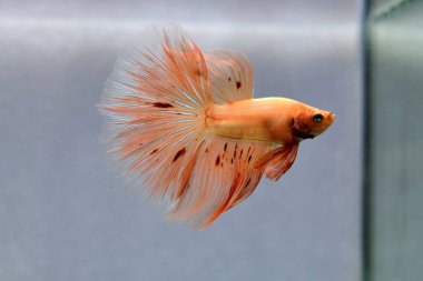 Beta balığı Süslü Vanda ya da Havai fişek Tayland 'dan yarım ay kuyruklu, izole gri arka planda savaşan Siyam balığı.