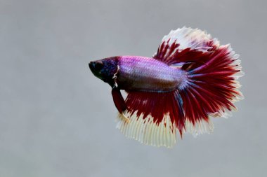 Beta balığı Süslü Kırmızı Lavanta Kelebeği Tayland 'dan yarım ay kuyruğu, yalıtılmış gri arka planda savaşan Siyam balığı.