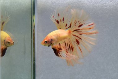 Beta balığı Süslü Vanda ya da Havai fişek Tayland 'dan yarım ay kuyruklu, izole gri arka planda savaşan Siyam balığı.