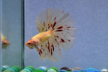 Beta balığı Süslü Vanda ya da Havai fişek Tayland 'dan yarım ay kuyruklu, izole gri arka planda savaşan Siyam balığı.