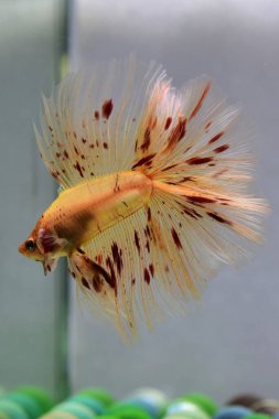 Beta balığı Süslü Vanda ya da Havai fişek Tayland 'dan yarım ay kuyruklu, izole gri arka planda savaşan Siyam balığı.