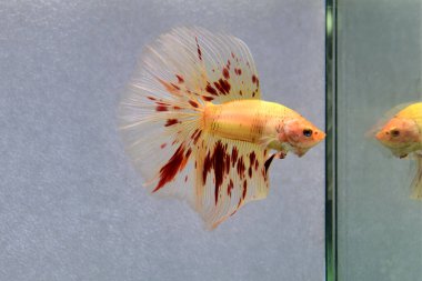 Beta balığı Süslü Vanda ya da Havai fişek Tayland 'dan yarım ay kuyruklu, izole gri arka planda savaşan Siyam balığı.
