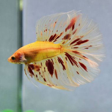 Beta balığı Süslü Vanda ya da Havai fişek Tayland 'dan yarım ay kuyruklu, izole gri arka planda savaşan Siyam balığı.