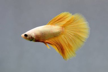 Beta balığı Süslü Altın Hardal Tayland 'dan yarım ay kuyruğu, yalıtılmış gri arka planda dövüşen Siyam balığı.