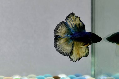 Beta balığı Fancy Dark Blue Mustard Tayland 'dan Double Tails, tecrit edilmiş gri arka planda Siyam dövüş balığı.