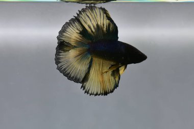 Beta balığı Fancy Dark Blue Mustard Tayland 'dan Double Tails, tecrit edilmiş gri arka planda Siyam dövüş balığı.