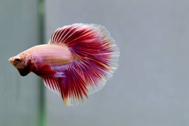Beta balığı Süslü Pembe Lavanta Tayland 'dan yarım ay kuyruğu, izole gri arka planda savaşan Siyam balığı.