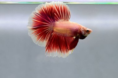 Beta balığı Süslü Pembe Lavanta Tayland 'dan yarım ay kuyruğu, izole gri arka planda savaşan Siyam balığı.