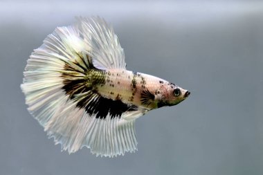 Beta balığı Süslü Beyaz Bakır Yarım Ay Tayland 'dan uzun kuyruk, izole gri arka planda savaşan Siyam balığı.