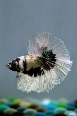 Beta balığı Süslü Beyaz Bakır Yarım Ay Tayland 'dan uzun kuyruk, izole gri arka planda savaşan Siyam balığı.