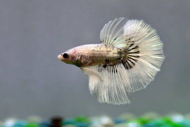 Beta balığı Süslü Beyaz Bakır Yarım Ay Tayland 'dan uzun kuyruk, izole gri arka planda savaşan Siyam balığı.