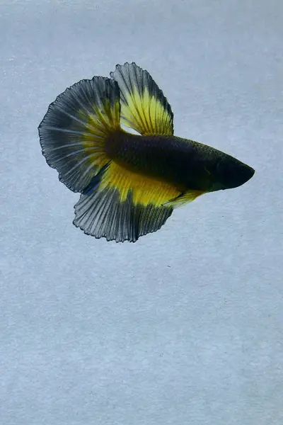 Beta balığı Süslü Kara Hardal Tayland 'dan uzun kuyruklu Kara Hardal, tecrit edilmiş gri arka planda Siyam dövüş balığı.