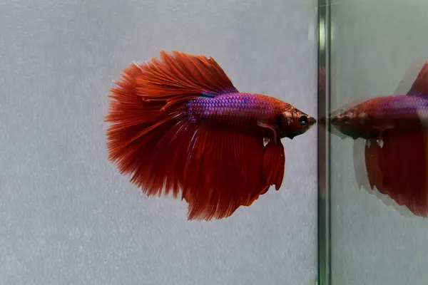 Beta balığı Fancy Red Salamander Tayland 'dan yarım ay kuyruklu, yalnız gri arka planda savaşan Siyam balığı.