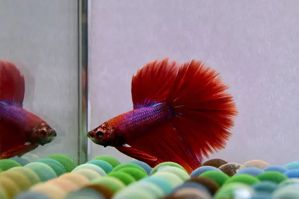 Beta balığı Fancy Red Salamander Tayland 'dan yarım ay kuyruklu, yalnız gri arka planda savaşan Siyam balığı.