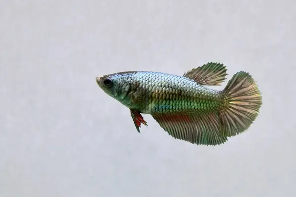 Beta balığı dişi. Süslü Yeşil Bakır. Tayland 'dan yarım ay..