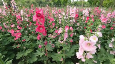 Bangkok, Tayland 'daki Chatuchak Parkı' nda güzel bokeh ya da bulanık arka planlı Hollyhock çiçeği ihalesi..