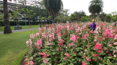 Yerel halk, Bangkok, Tayland 'daki Chatuchak parkında Hollyhock çiçek ihalesiyle fotoğraf çekmeye geliyor. Bangkok, Tayland. - 25 Mayıs 2025.