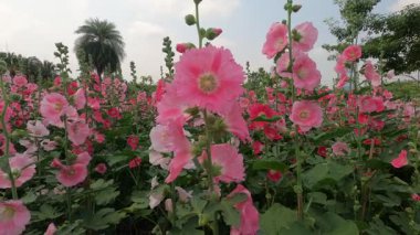 Bangkok, Tayland 'daki Chatuchak Parkı' nda güzel bokeh ya da bulanık arka planlı Hollyhock çiçeği ihalesi..