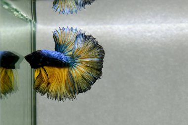 Beta balığı. Tayland 'dan koyu mavi hardal. Gri arka planda izole edilmiş Siyam dövüş balığı.