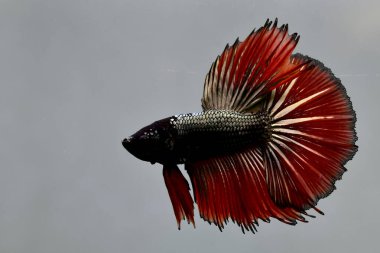Beta balığı Tayland 'dan Süslü Kırmızı Yeşil Bakır Yarım Ay, Gri Arkaplanda izole edilmiş Siyam dövüş balığı