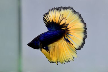 Beta balığı. Tayland 'dan koyu mavi hardal. Gri arka planda izole edilmiş Siyam dövüş balığı.