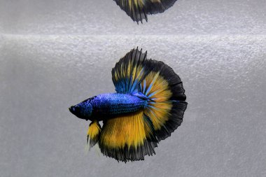 Beta balığı. Tayland 'dan koyu mavi hardal. Gri arka planda izole edilmiş Siyam dövüş balığı.