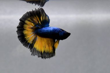 Beta balığı. Tayland 'dan koyu mavi hardal. Gri arka planda izole edilmiş Siyam dövüş balığı.