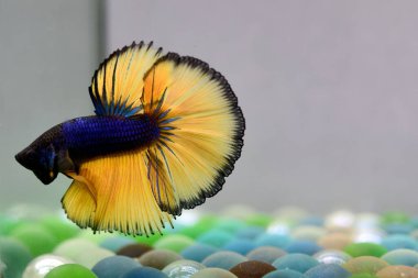 Beta balığı. Tayland 'dan koyu mavi hardal. Gri arka planda izole edilmiş Siyam dövüş balığı.