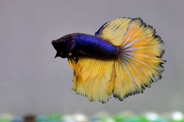 Beta balığı. Tayland 'dan koyu mavi hardal. Gri arka planda izole edilmiş Siyam dövüş balığı.