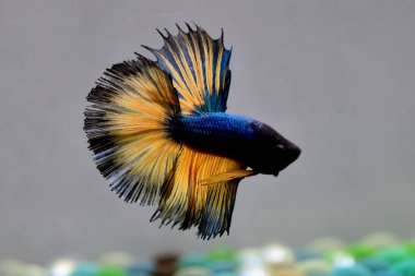 Beta balığı. Tayland 'dan koyu mavi hardal. Gri arka planda izole edilmiş Siyam dövüş balığı.